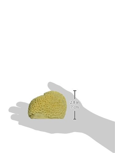 Deep Blue Professional ADB80030 Brain Coral for Aquarium, 3.5 by 4 by 3-Inch