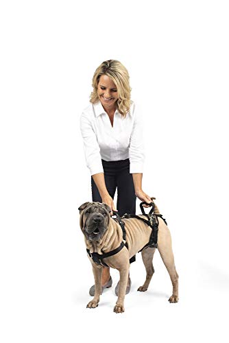 Walkright control dog outlet harness