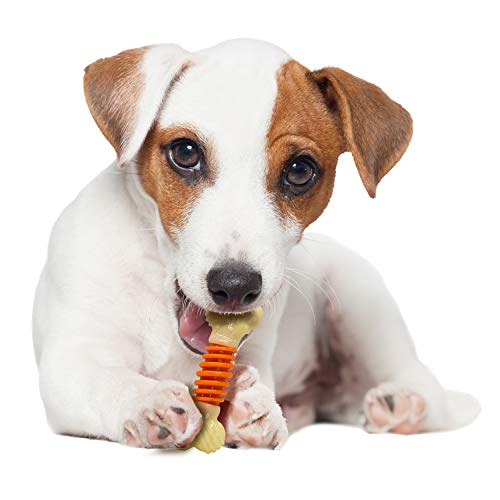 Nylabone PRO Action dog Bone Dental Chew Toy, Small
