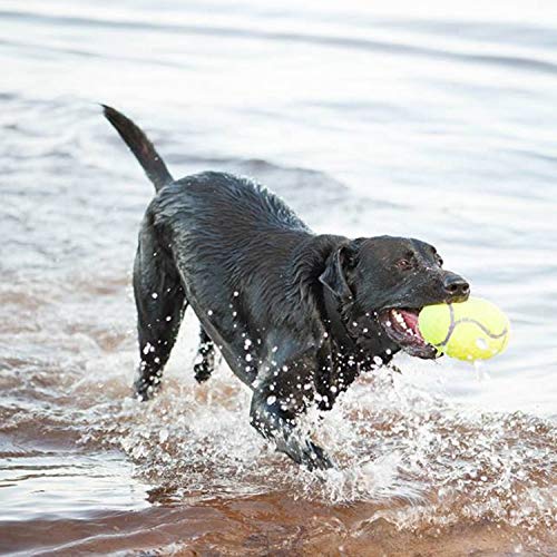 KONG - AirDog Squeaker Football - Squeaky Bounce and Fetch Toy, Tennis Ball Material - For Medium Dogs