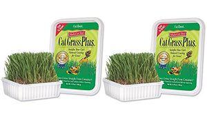 Miracle Care Â CatAbout Easy to Grow Cat Grass Plus Container, Multi-Cat Size Â 150 Grams (2 Pack)
