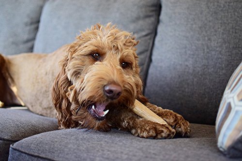 Petstages Dogwood Durable Real Wood Dog Chew Toy for Dogs