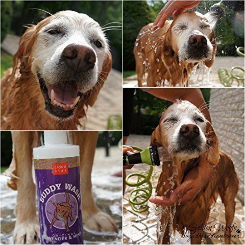 Cloudstar Buddy Wash Lavender & Mint Shampoo (Pack of 1)