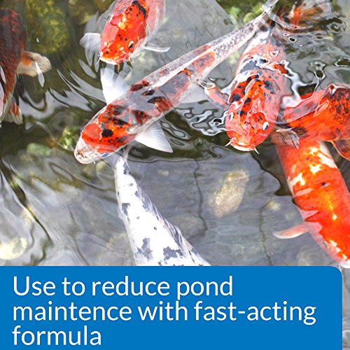 PondCareÂ® Simply-Clear Fast Acting Bacterial Pond Clarifier (32 oz.)