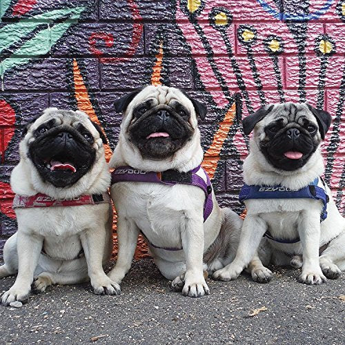 EzyDog Premium Quick Fit Adjustable No-Pull Dog Harness Vest with Reflective Stitching - Perfect for Training, Walking, and Control - Padded for Comfort (X-Large, Black)