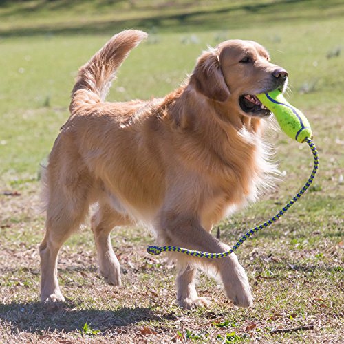 KONG - AirDog Squeaker Fetch Stick with Rope - Squeaky Bounce and Fetch Toy, Tennis Ball Material - Large