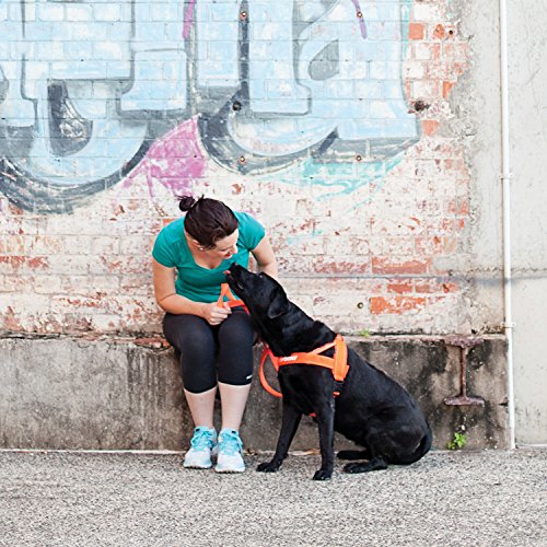 EzyDog Premium Quick Fit Adjustable No-Pull Dog Harness Vest with Reflective Stitching - Perfect for Training, Walking, and Control - Padded for Comfort (Small, Red)