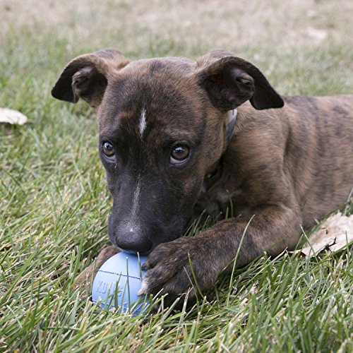 KONG - Puppy Ball - Soft Rubber, Dog Fetch Toy for Teething Pups - For Medium/Large Puppies (Includes One Toy, Color May Vary)